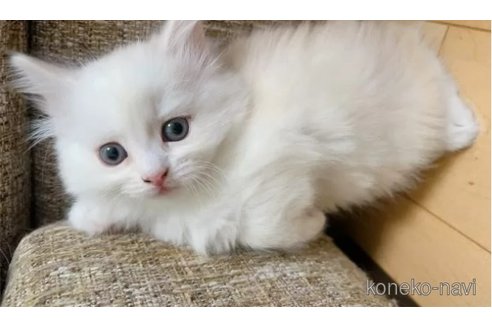 販売中の熊本県のキンカロー-111771