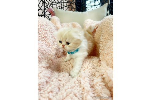 販売中の千葉県のスコティッシュフォールド(折れ耳)-111786の13枚目