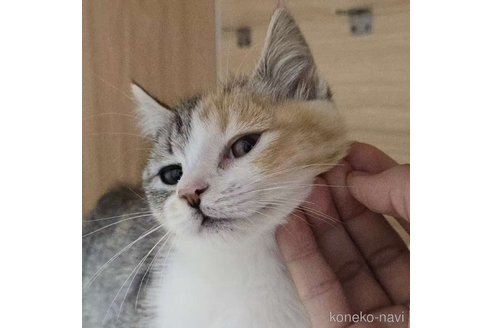 成約済の埼玉県のマンチカン-111790の1枚目