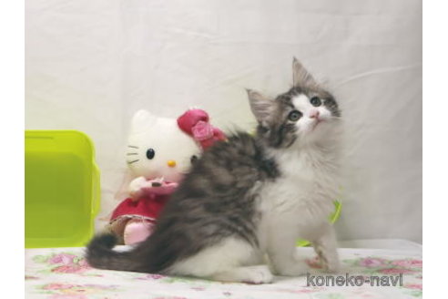 販売中の静岡県のノルウェージャンフォレストキャット-110048