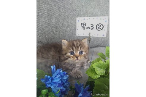 成約済の岐阜県のペルシャ-111794の3枚目