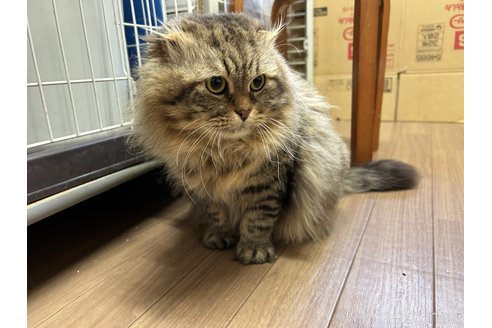成約済ののマンチカン-75597