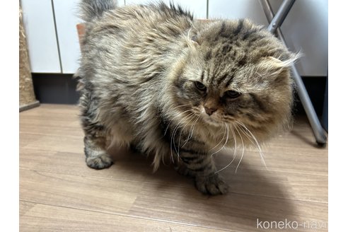 成約済の静岡県のマンチカン-75597の5枚目