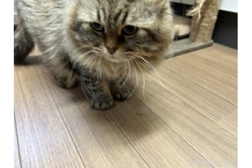 成約済の静岡県のマンチカン-75597の4枚目