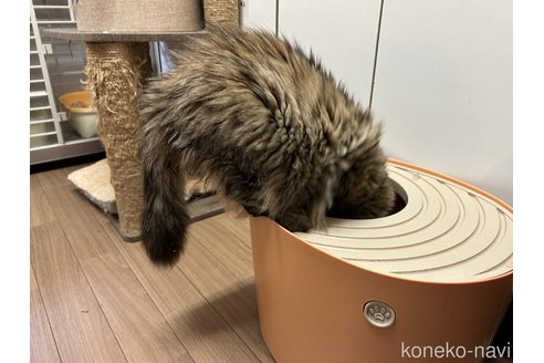 成約済の静岡県のマンチカン-75597の3枚目