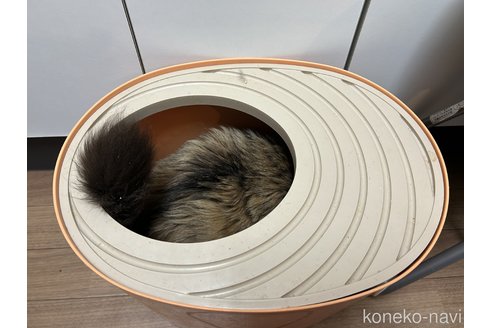 成約済の静岡県のマンチカン-75597の2枚目