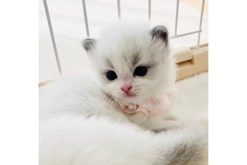 成約済の福島県のラグドール-111806の2枚目