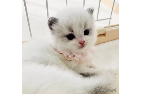 成約済の福島県のラグドール-111806の3枚目