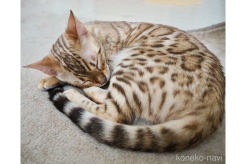 成約済の神奈川県のベンガル-103111の3枚目