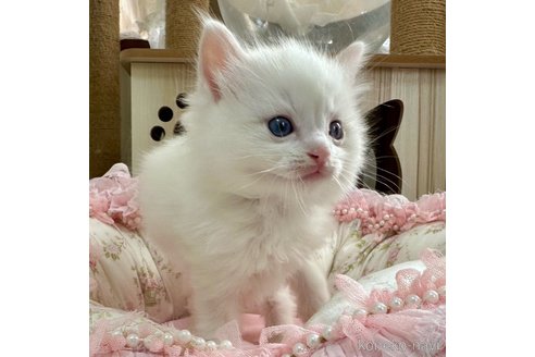 成約済の埼玉県のラグドール-111810の3枚目
