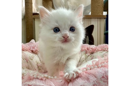成約済の埼玉県のラグドール-111810の4枚目