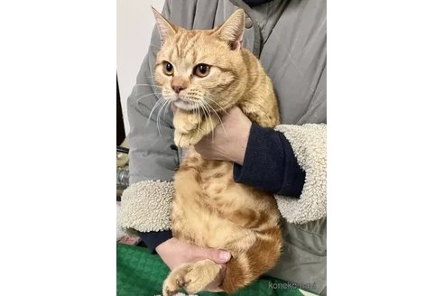 成約済の静岡県のスコティッシュストレート-111820の3枚目