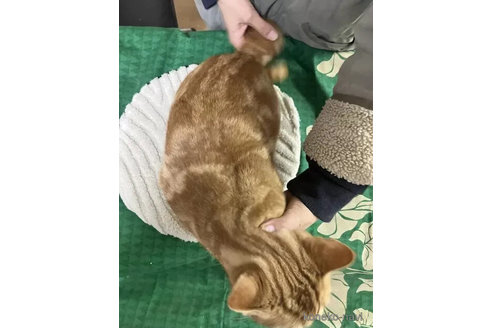 成約済の静岡県のスコティッシュストレート-111820の6枚目