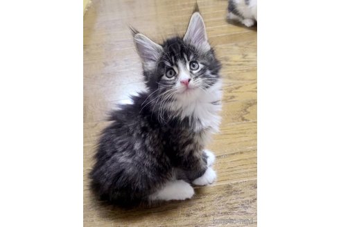 成約済の岡山県のメインクーン-111826の1枚目