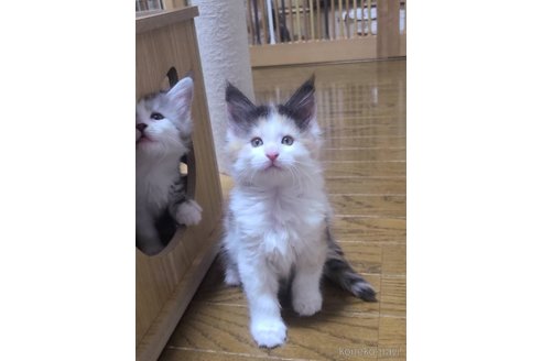 販売中の岡山県のメインクーン-111827の1枚目