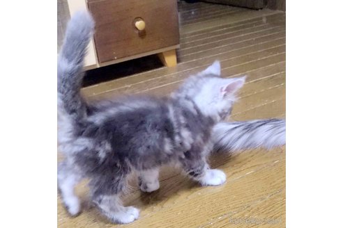 成約済の岡山県のメインクーン-111830の3枚目