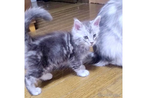 成約済の岡山県のメインクーン-111830の4枚目