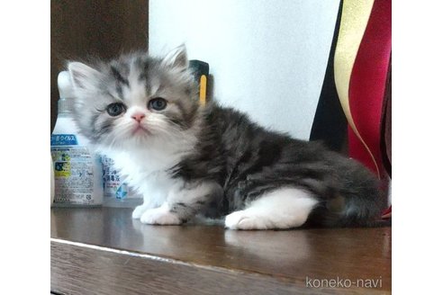 かぼすちゃん1枚目