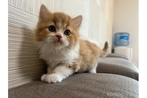 成約済の茨城県のスコティッシュフォールド-111834の3枚目
