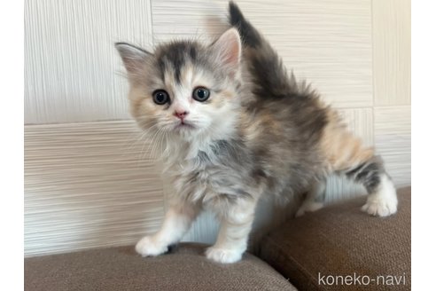 成約済の茨城県のスコティッシュフォールド-111835の2枚目