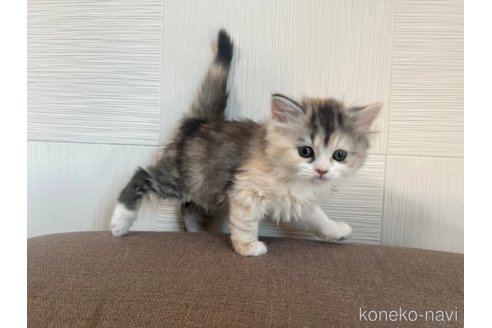 成約済の茨城県のスコティッシュフォールド-111835の3枚目