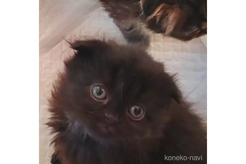 成約済の愛知県のスコティッシュフォールド(折れ耳)-111836