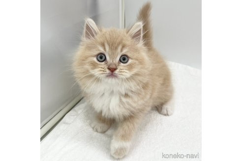 成約済の愛知県のラガマフィン-111840の1枚目