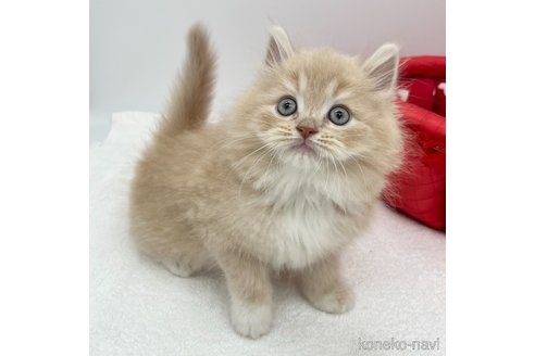 成約済の愛知県のラガマフィン-111840の3枚目