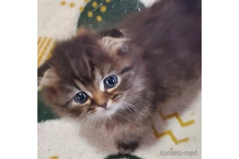 販売中の愛知県のスコティッシュフォールド-111841の1枚目