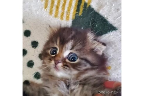 販売中の愛知県のスコティッシュフォールド-111841の2枚目
