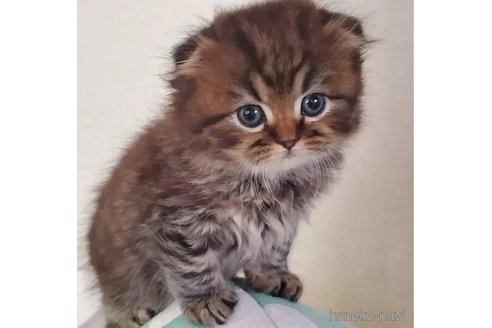 販売中の愛知県のスコティッシュフォールド(折れ耳)-111842