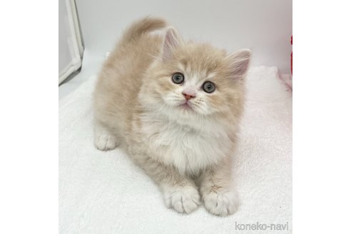 成約済の愛知県のラガマフィン-111844の2枚目