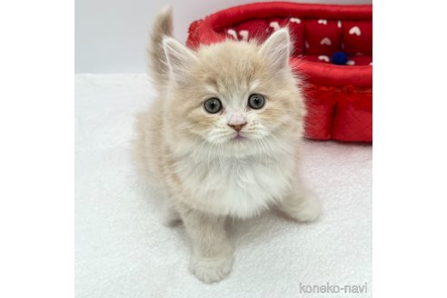 成約済の愛知県のラガマフィン-111844の4枚目