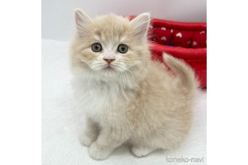 成約済の愛知県のラガマフィン-111844の3枚目