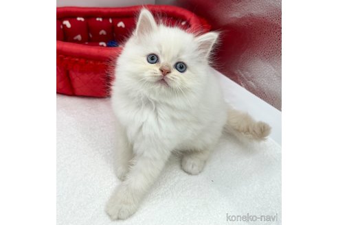 成約済の愛知県のラガマフィン-111849の5枚目