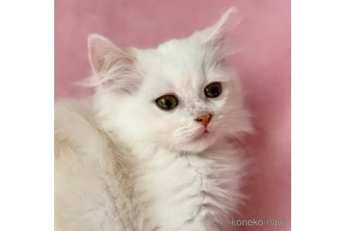 販売中の静岡県のミヌエット(短足)-111857