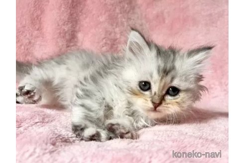 成約済の静岡県のマンチカン-111860の3枚目