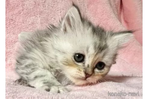 成約済の静岡県のマンチカン-111860の6枚目