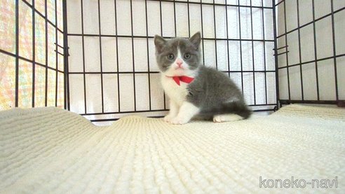 成約済の茨城県のブリティッシュショートヘア-111926