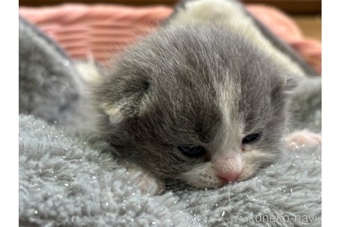 成約済の千葉県のスコティッシュフォールド(折れ耳)-111976の3枚目