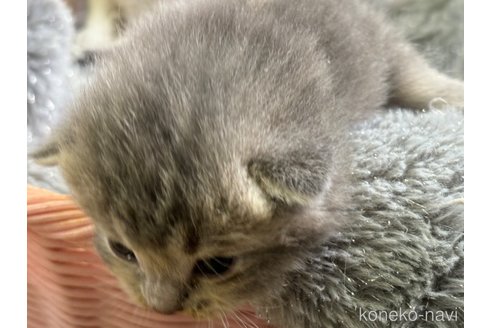 成約済の千葉県のスコティッシュフォールド(折れ耳)-111975の6枚目