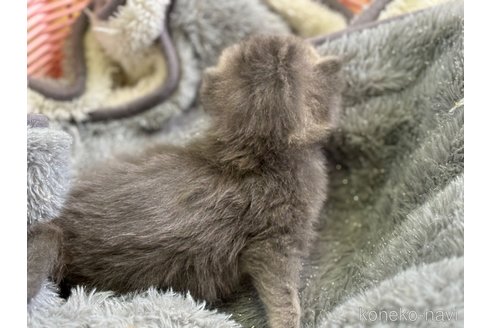 成約済の千葉県のスコティッシュフォールド(折れ耳)-111975の4枚目
