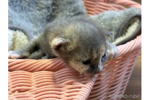 成約済の千葉県のラパーマ-111982の2枚目