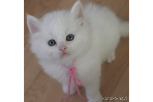 成約済の茨城県のノルウェージャンフォレストキャット-111930の3枚目