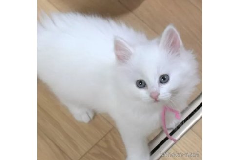 成約済の茨城県のノルウェージャンフォレストキャット-111930の4枚目