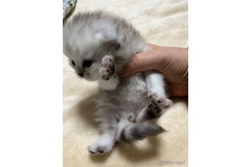 成約済の栃木県のペルシャ(チンチラ)-111379の9枚目
