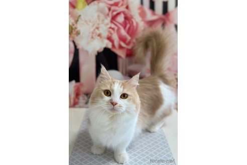 クラリネちゃん1枚目