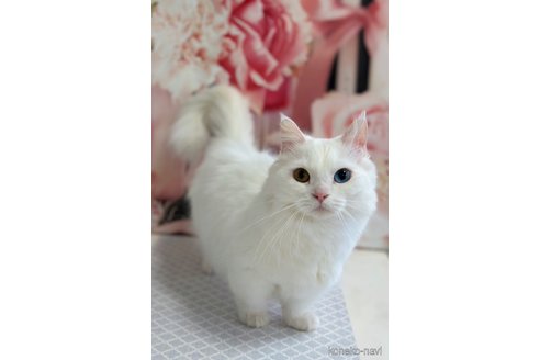 ののマンチカン(短足)-