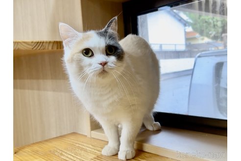 ダイヤちゃん1枚目