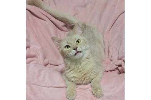 ラテちゃん1枚目